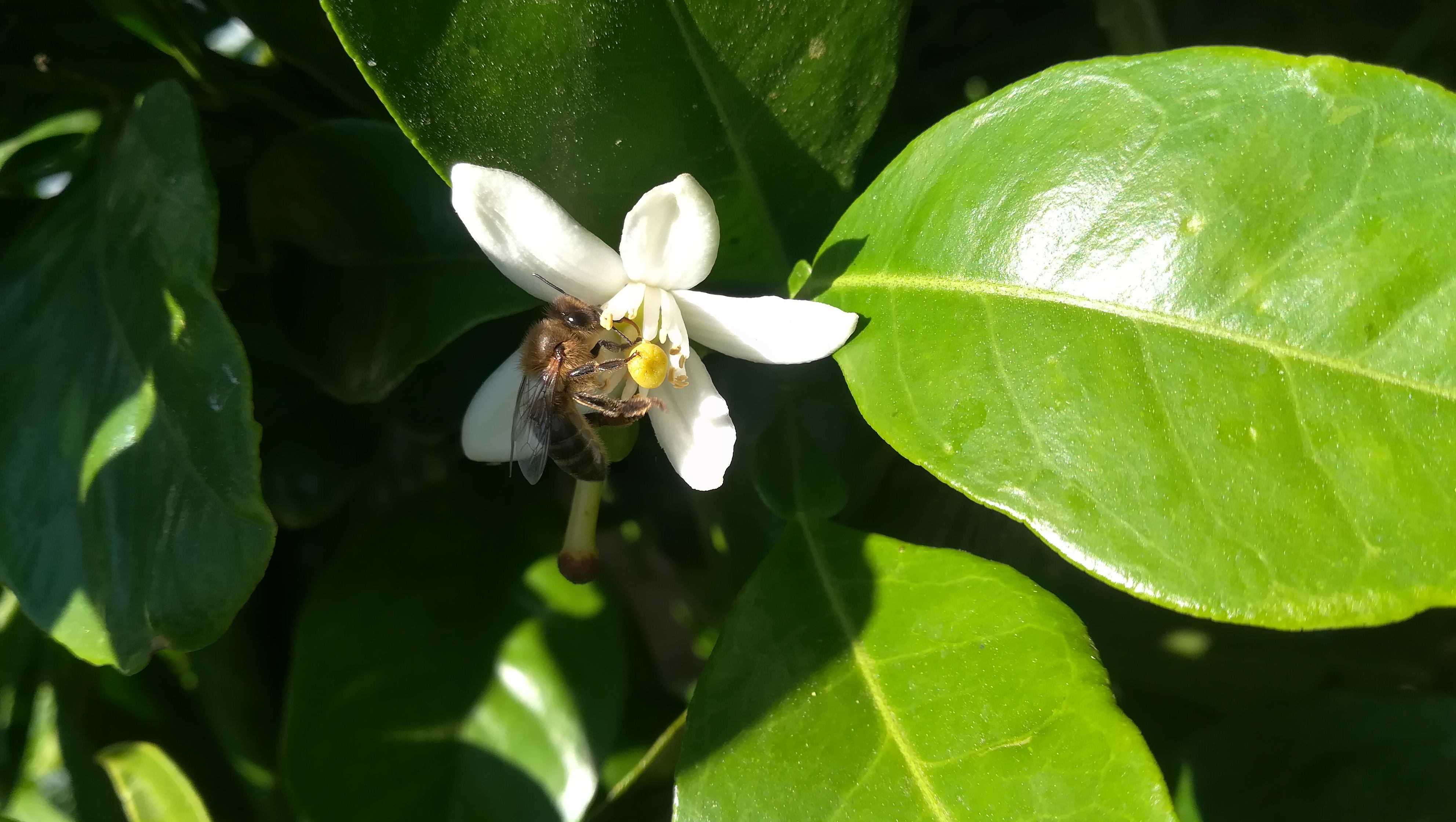 Miniatura de Miel cruda de Azahar
